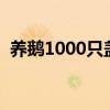 养鹅1000只盖多大棚子（养鹅棚子怎么塔）