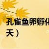 孔雀鱼卵孵化后需要几天（孔雀鱼卵孵化要几天）