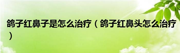 鸽子红鼻子是怎么治疗（鸽子红鼻头怎么治疗）