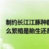 制约长江江豚种群数量增加的首要因素是什么（长江江豚怎么繁殖是胎生还是卵生）