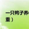 一只鸭子养60天需要多少饲料（能长多大多重）