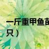 一斤重甲鱼苗多少钱一只（两斤甲鱼苗有多少只）