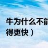 牛为什么不能喂猪饲料（为什么牛喂猪饲料长得更快）