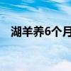 湖羊养6个月有多重（湖羊适合哪里养殖）