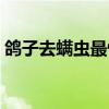 鸽子去螨虫最快方法（鸽子螨虫的去除方法）