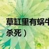 草缸里有蜗牛证明水质（蜗牛用什么农药可以杀死）