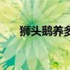 狮头鹅养多久可以出栏（最大有多重）