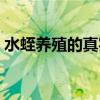 水蛭养殖的真实经历（水蛭孵化的关键技术）