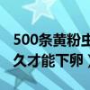 500条黄粉虫能产多少卵（黄粉虫从小到大多久才能下卵）