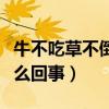 牛不吃草不倒嚼怎么办用什么药（牛吃土是怎么回事）