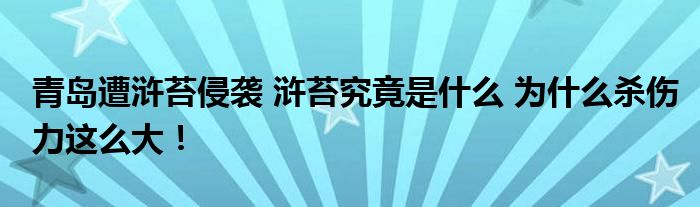 青岛遭浒苔侵袭 浒苔究竟是什么 为什么杀伤力这么大！