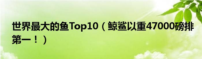 世界最大的鱼Top10（鲸鲨以重47000磅排第一！）