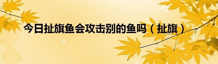 今日扯旗鱼会攻击别的鱼吗（扯旗）