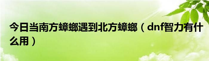 今日当南方蟑螂遇到北方蟑螂（dnf智力有什么用）