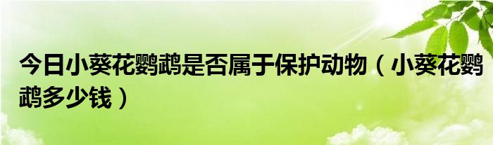 今日小葵花鹦鹉是否属于保护动物（小葵花鹦鹉多少钱）