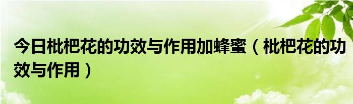 今日枇杷花的功效与作用加蜂蜜（枇杷花的功效与作用）