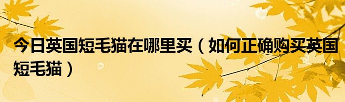 今日英国短毛猫在哪里买（如何正确购买英国短毛猫）