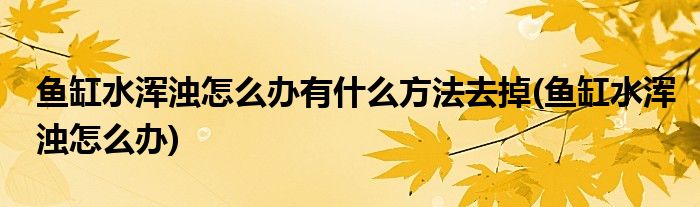 鱼缸水浑浊怎么办有什么方法去掉(鱼缸水浑浊怎么办)