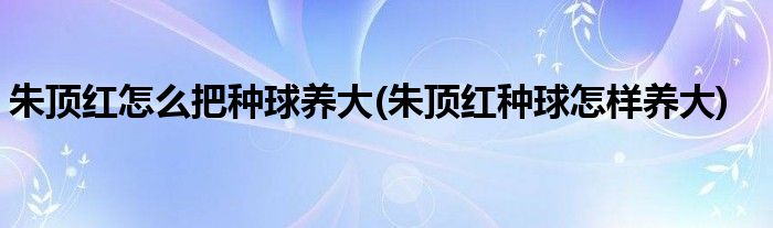 朱顶红怎么把种球养大(朱顶红种球怎样养大)