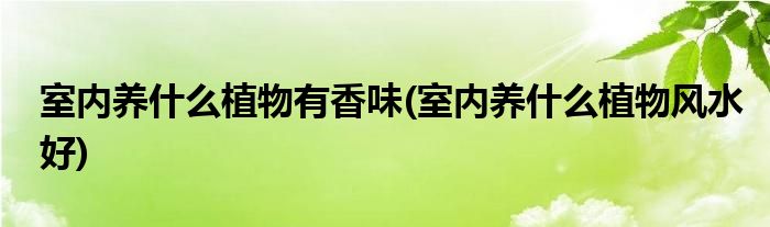 室内养什么植物有香味(室内养什么植物风水好)