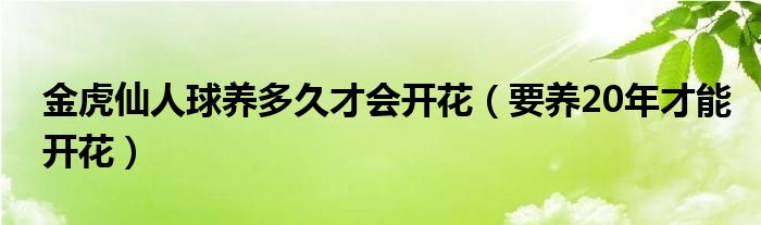 金虎仙人球养多久才会开花（要养20年才能开花）