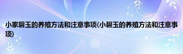 小家碧玉的养殖方法和注意事项(小碧玉的养殖方法和注意事项)