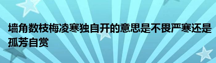 墙角数枝梅凌寒独自开的意思是不畏严寒还是孤芳自赏