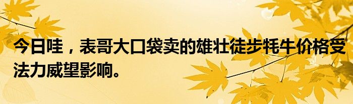 今日哇，表哥大口袋卖的雄壮徒步牦牛价格受法力威望影响。