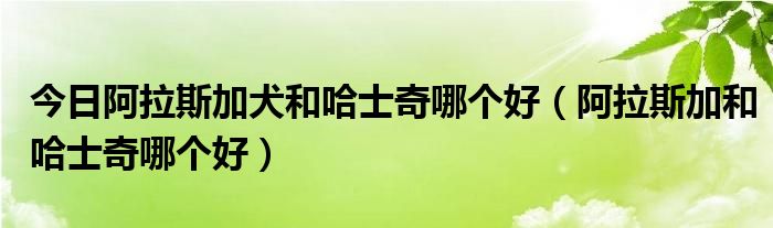 今日阿拉斯加犬和哈士奇哪个好（阿拉斯加和哈士奇哪个好）