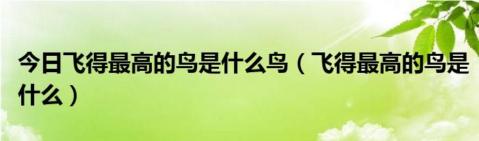 今日飞得最高的鸟是什么鸟（飞得最高的鸟是什么）