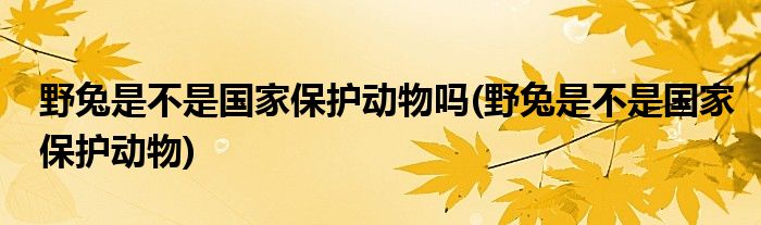 野兔是不是国家保护动物吗(野兔是不是国家保护动物)