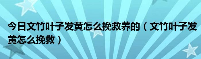 今日文竹叶子发黄怎么挽救养的（文竹叶子发黄怎么挽救）