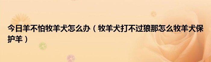 今日羊不怕牧羊犬怎么办（牧羊犬打不过狼那怎么牧羊犬保护羊）