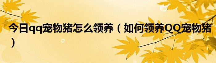 今日qq宠物猪怎么领养（如何领养QQ宠物猪）