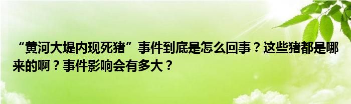 “黄河大堤内现死猪”事件到底是怎么回事？这些猪都是哪来的啊？事件影响会有多大？