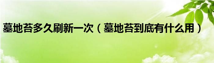 墓地苔多久刷新一次（墓地苔到底有什么用）