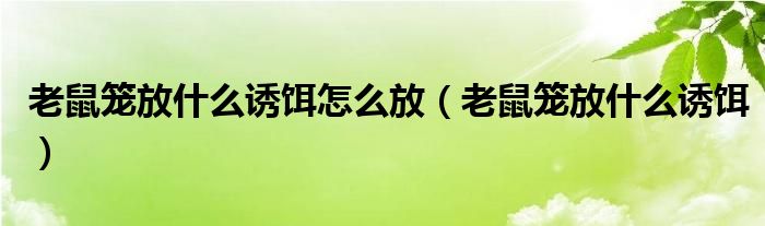 老鼠笼放什么诱饵怎么放（老鼠笼放什么诱饵）