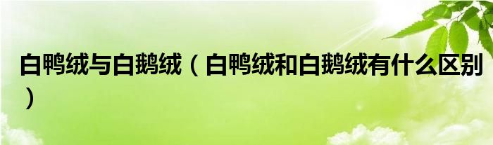 白鸭绒与白鹅绒（白鸭绒和白鹅绒有什么区别）