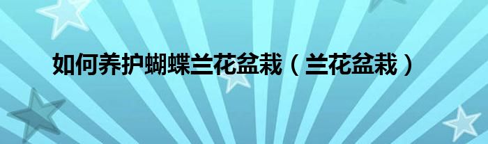 如何养护蝴蝶兰花盆栽（兰花盆栽）