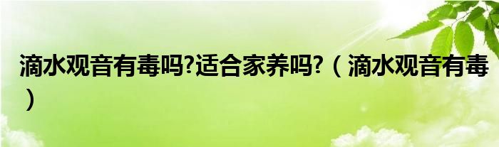 滴水观音有毒吗?适合家养吗?（滴水观音有毒）